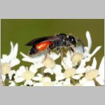 Sphecodes pellucidus - Blutbiene w006d 8mm - OS-Hellern Waldwiese det.jpg